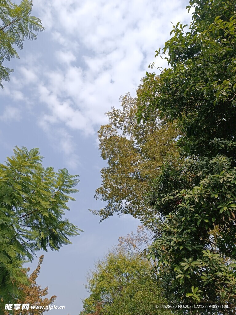 林间树梢上的晴朗天空