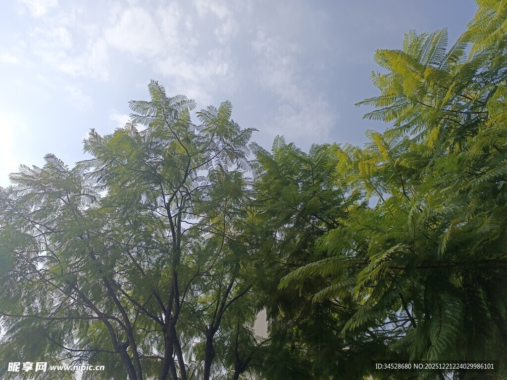 阳光下的绿树蓝天