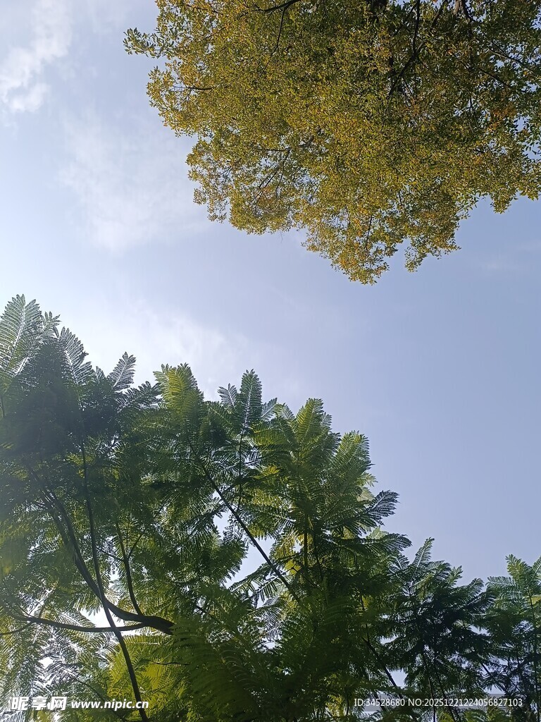 仰视葱郁树冠蓝天景象