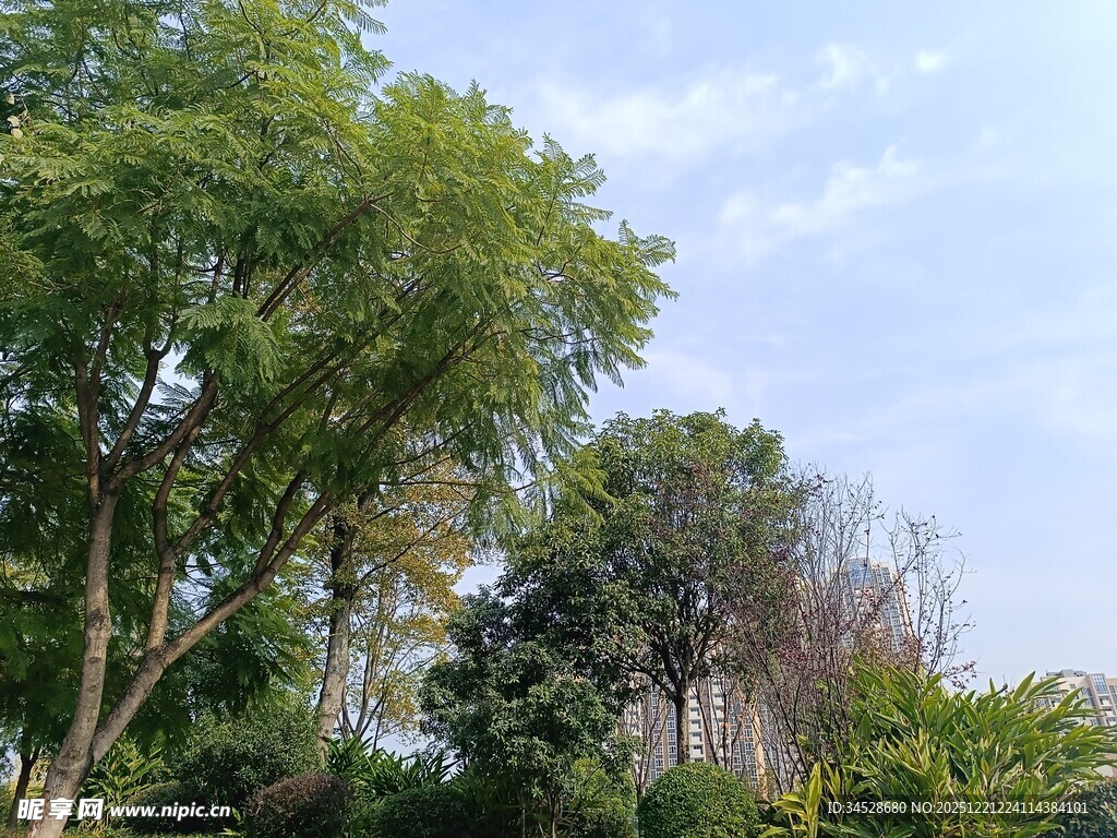 绿树成荫的户外景致