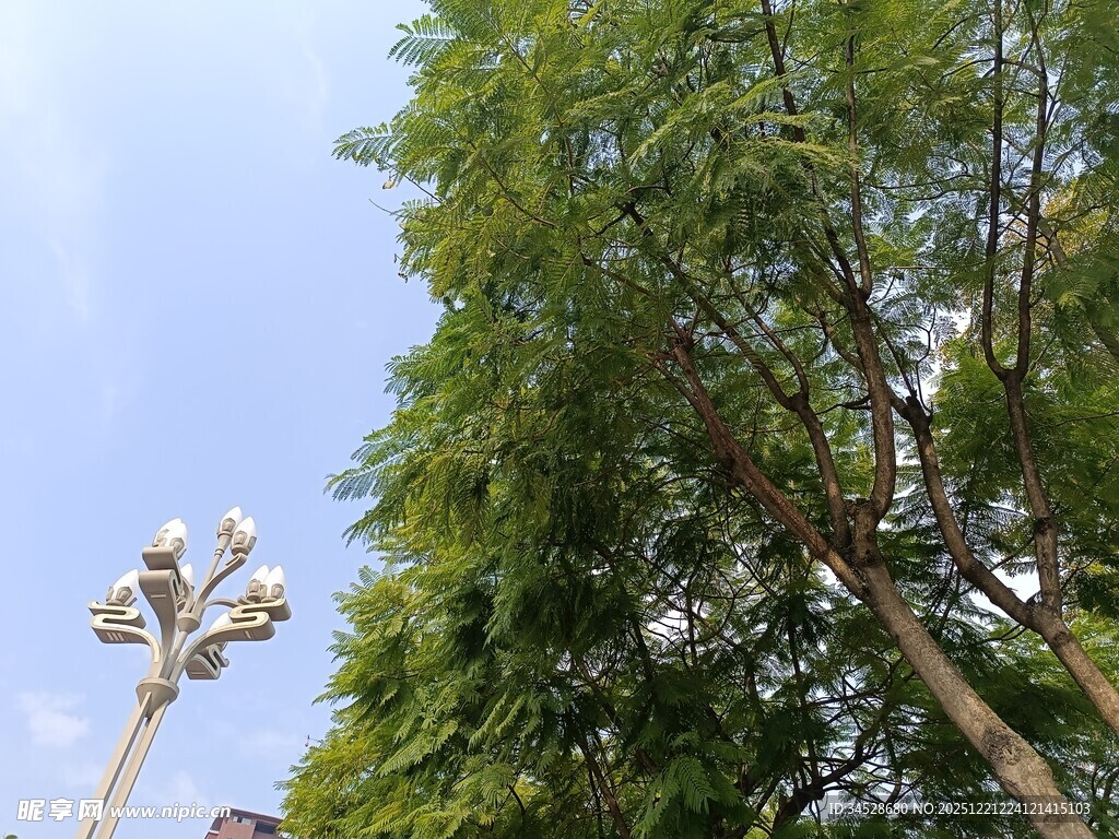 绿树蓝天旁的别致路灯