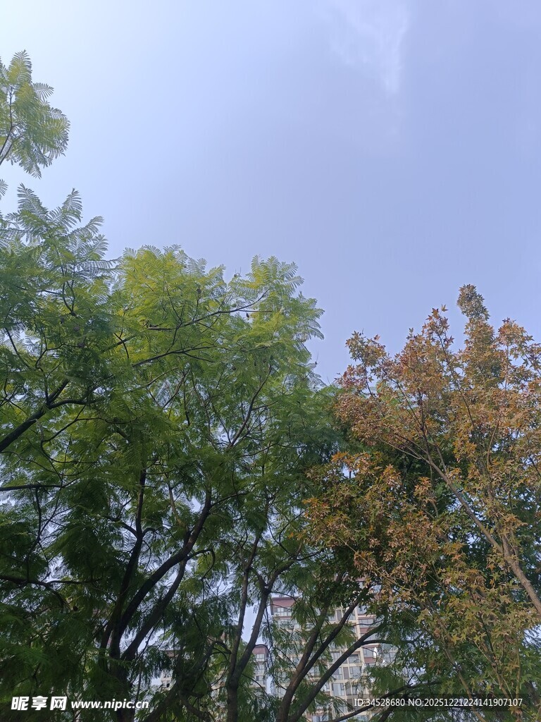 秋日树梢与蓝天