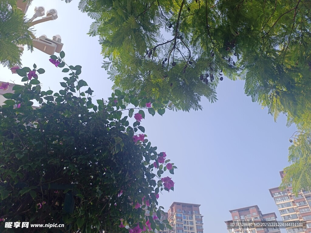 仰视繁花绿树与城市建筑