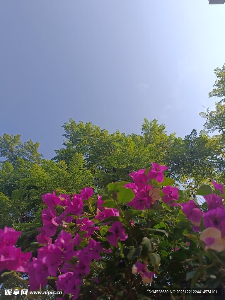 艳丽三角梅绽放于蓝天之下