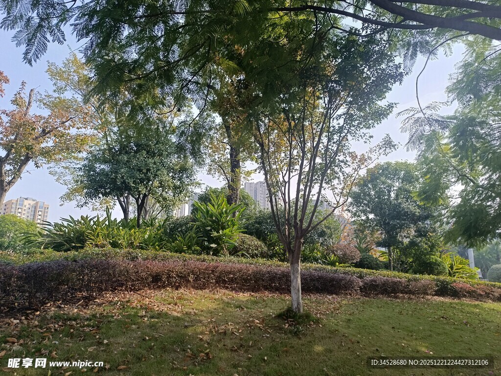 户外绿树成荫的静谧景致