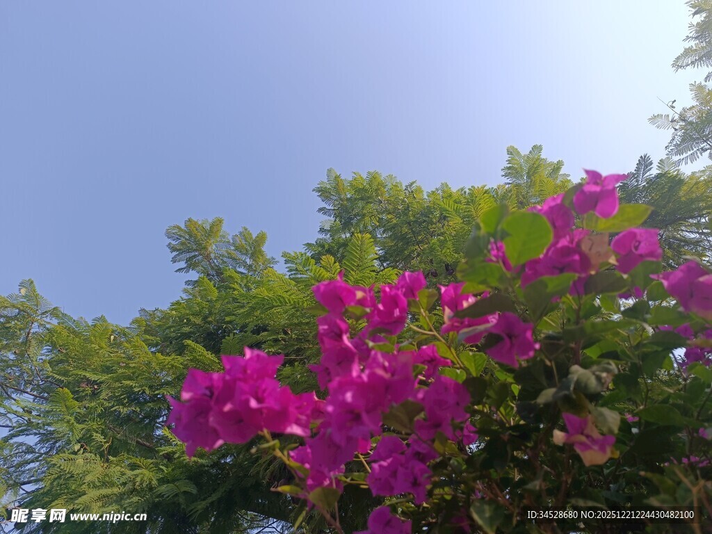 艳丽三角梅绽放于蓝天