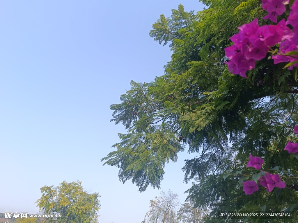 蓝天繁花绿树美好景致