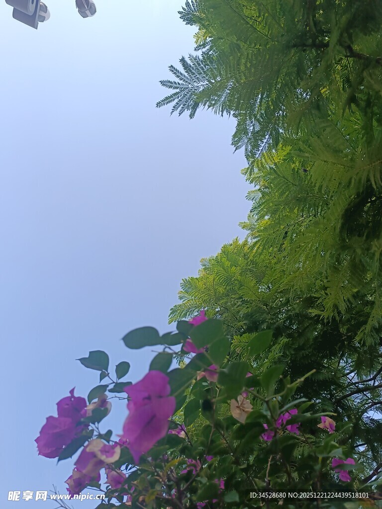 蓝天繁花绿植自然美景