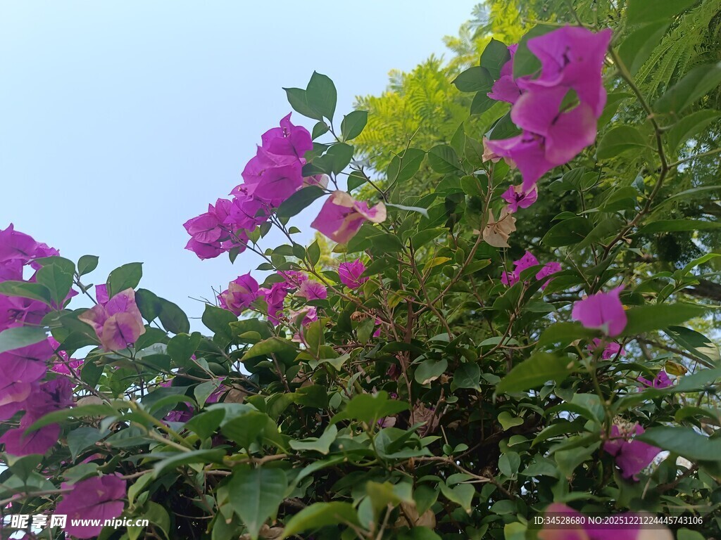 绽放的紫色三角梅