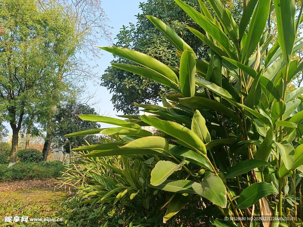 户外葱郁植物景观