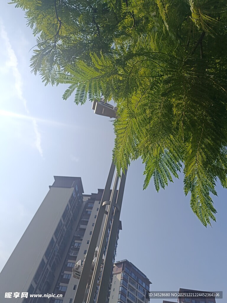 城市绿树与高楼相映成趣