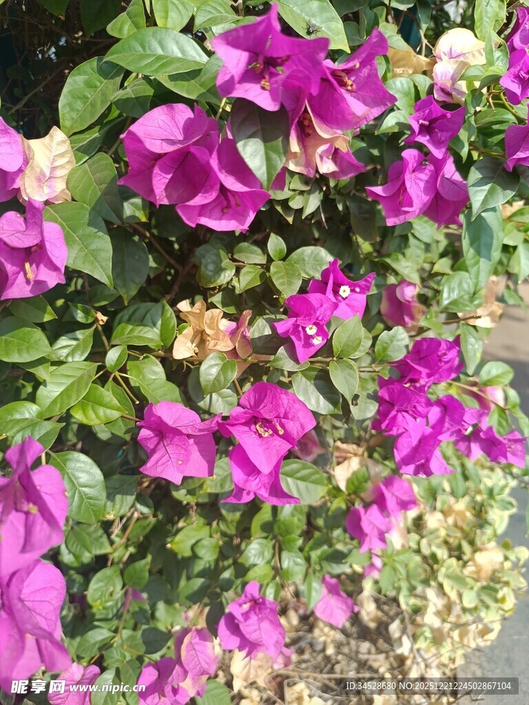 艳丽紫花绽放绿叶间