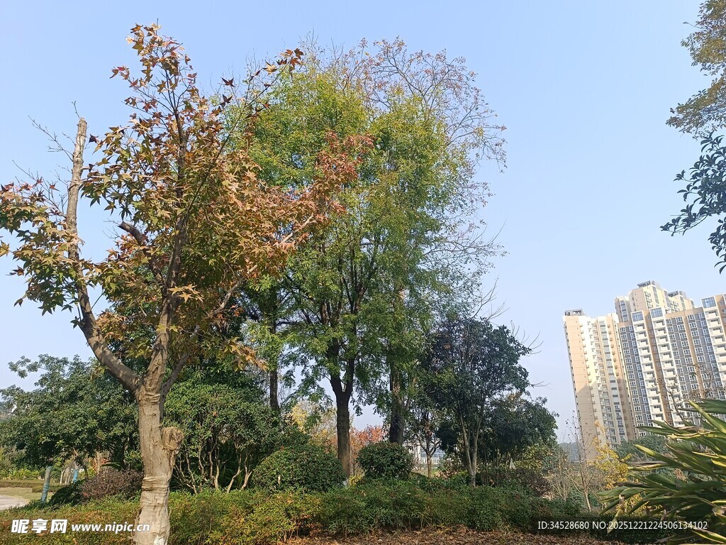秋日城市公园树木景致