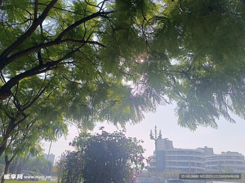 透过枝叶望远处建筑