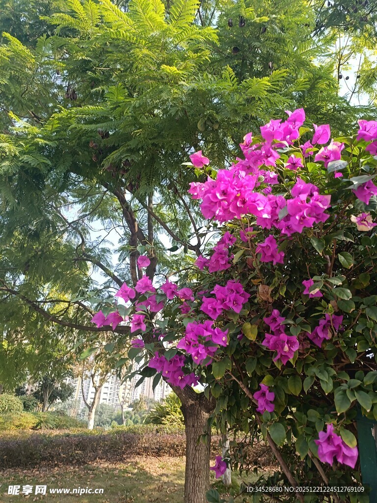 艳丽三角梅绽放于林间