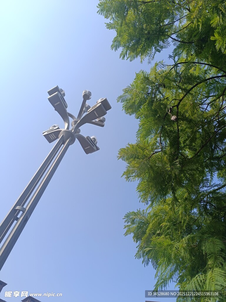 高耸路灯旁的翠绿枝叶