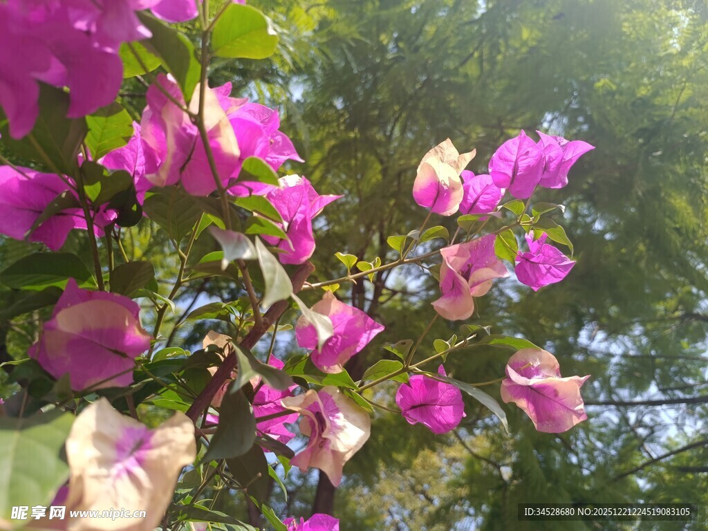 娇艳三角梅绽放于林间