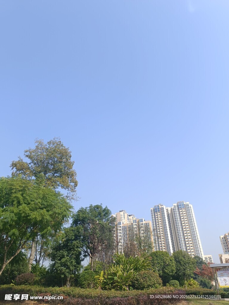 城市绿树旁的高楼景观