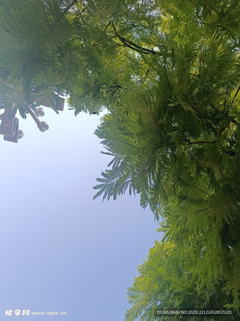 仰视葱郁绿树与蓝天