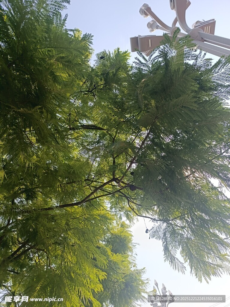 仰视葱郁松树树冠