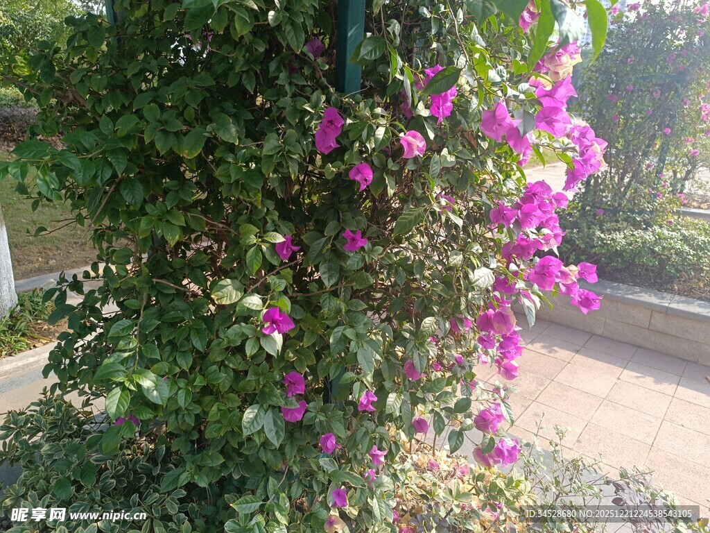 绽放的紫色三角梅