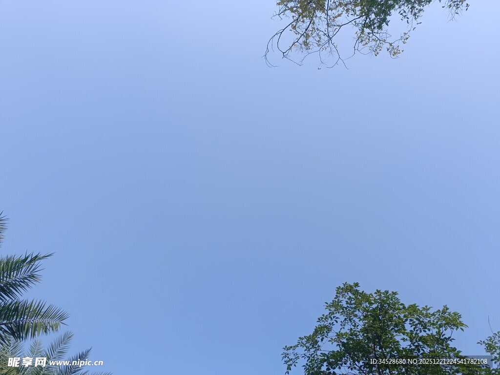 仰望蓝天与树梢