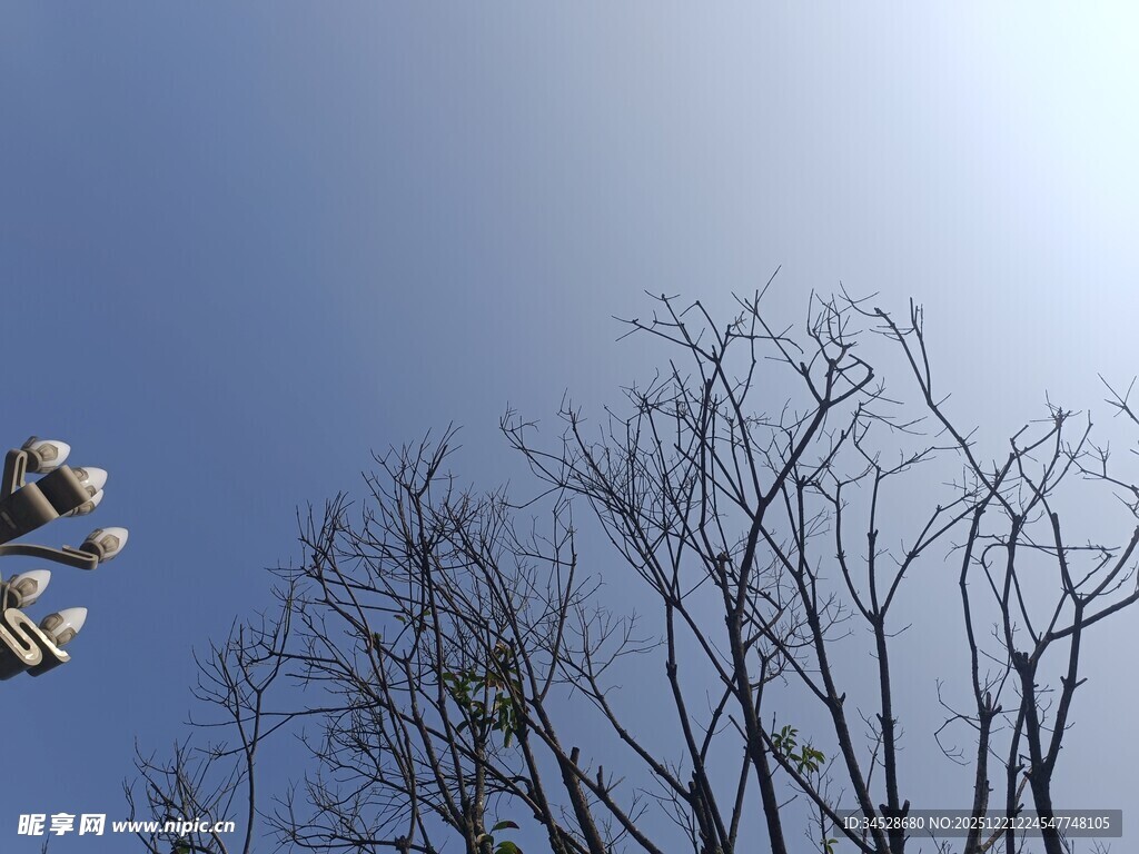 蓝天枯枝景象