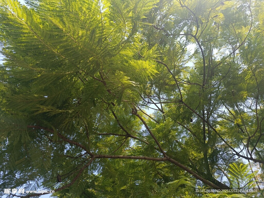 仰视葱郁树木枝叶