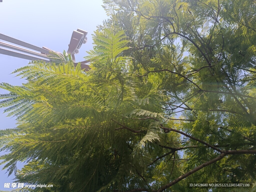 阳光下的翠绿枝叶