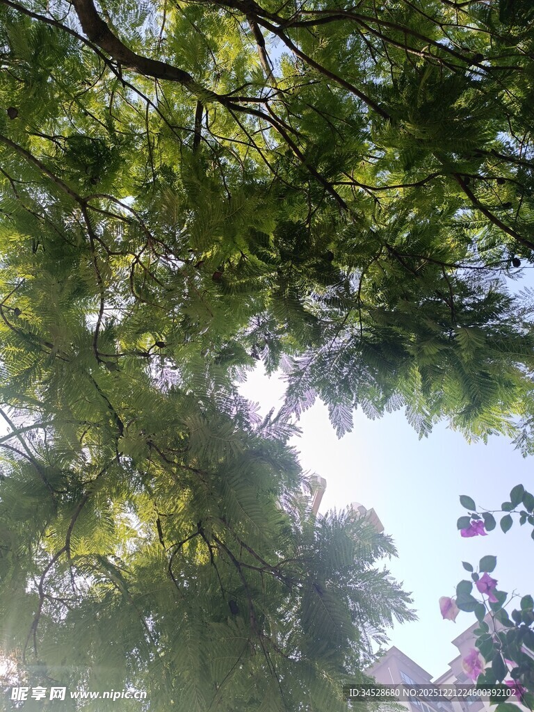 仰视繁茂绿树树冠景观