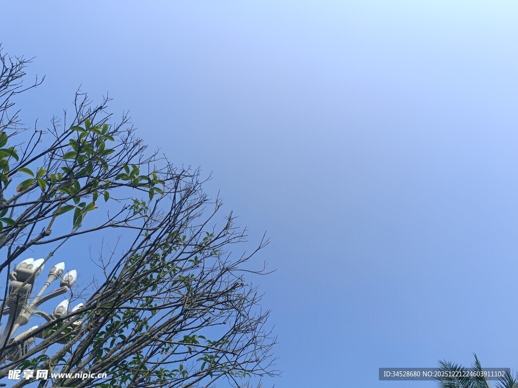 蓝天映衬下的繁茂树枝