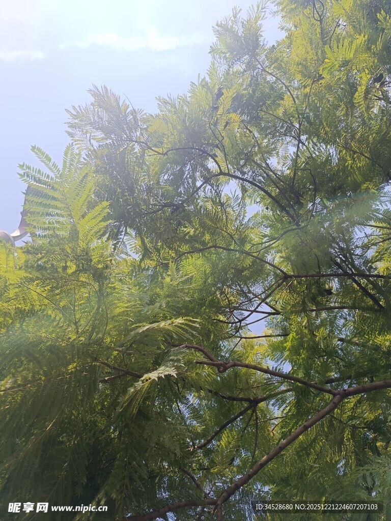 阳光下的翠绿松树