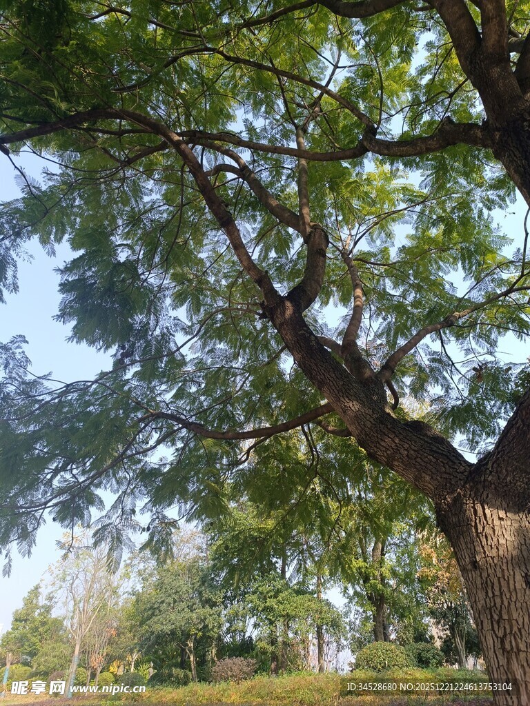 繁茂大树展现自然生机