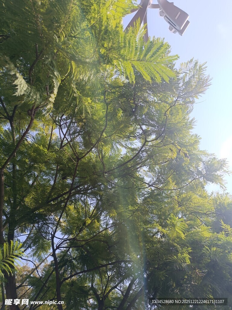 阳光下的茂密绿树