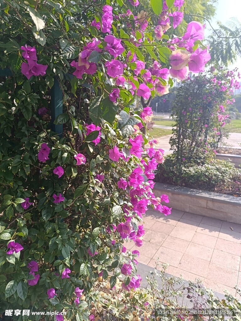 绽放的紫色三角梅景观