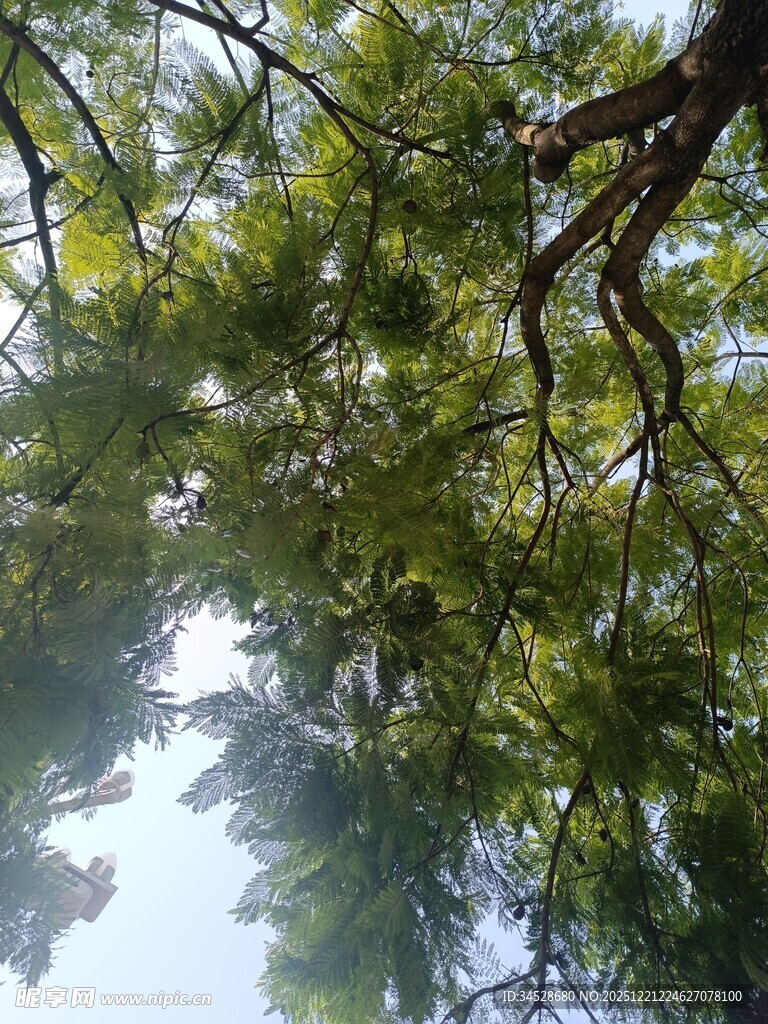 仰视茂密松树枝叶