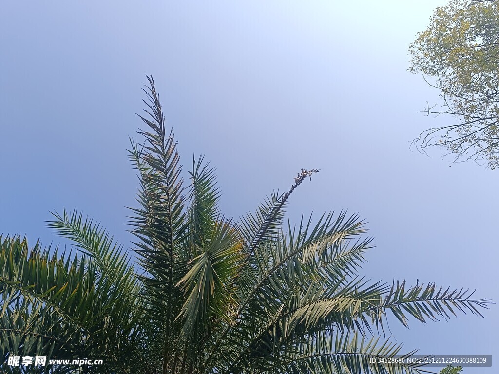 仰拍阳光下的棕榈树冠