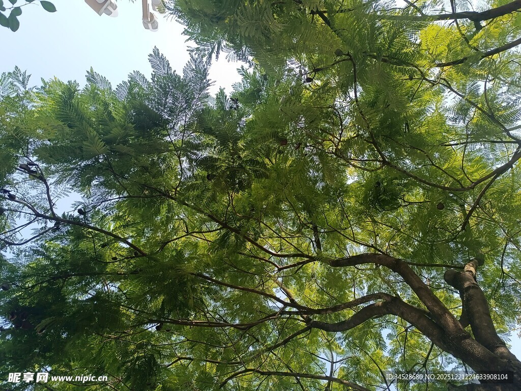 仰视葱郁繁茂的树冠