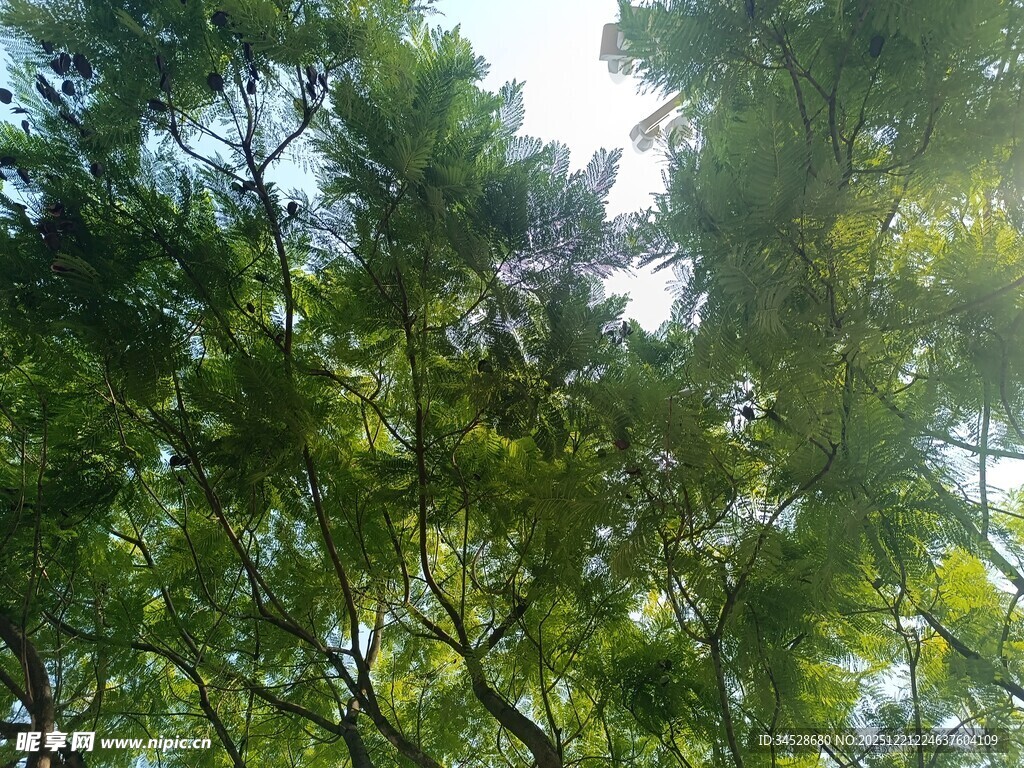 阳光洒落茂密树林间