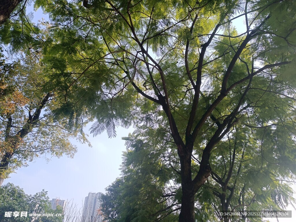 阳光下的繁茂树木