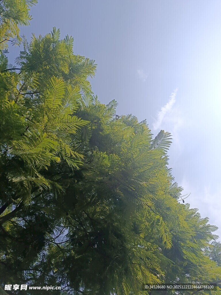 仰望葱郁绿树与蓝天