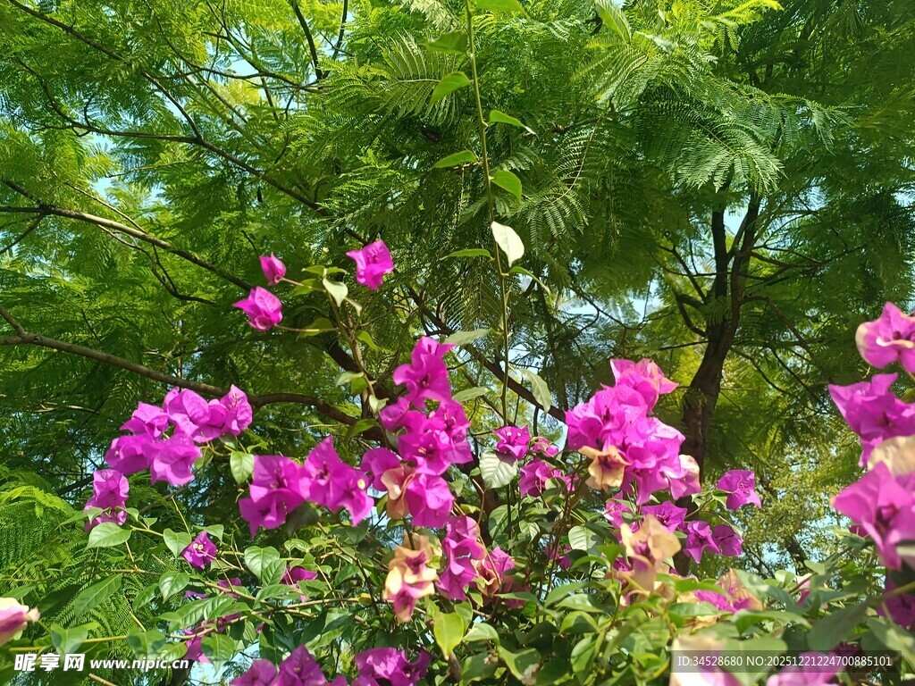 繁花盛开的绿意景致