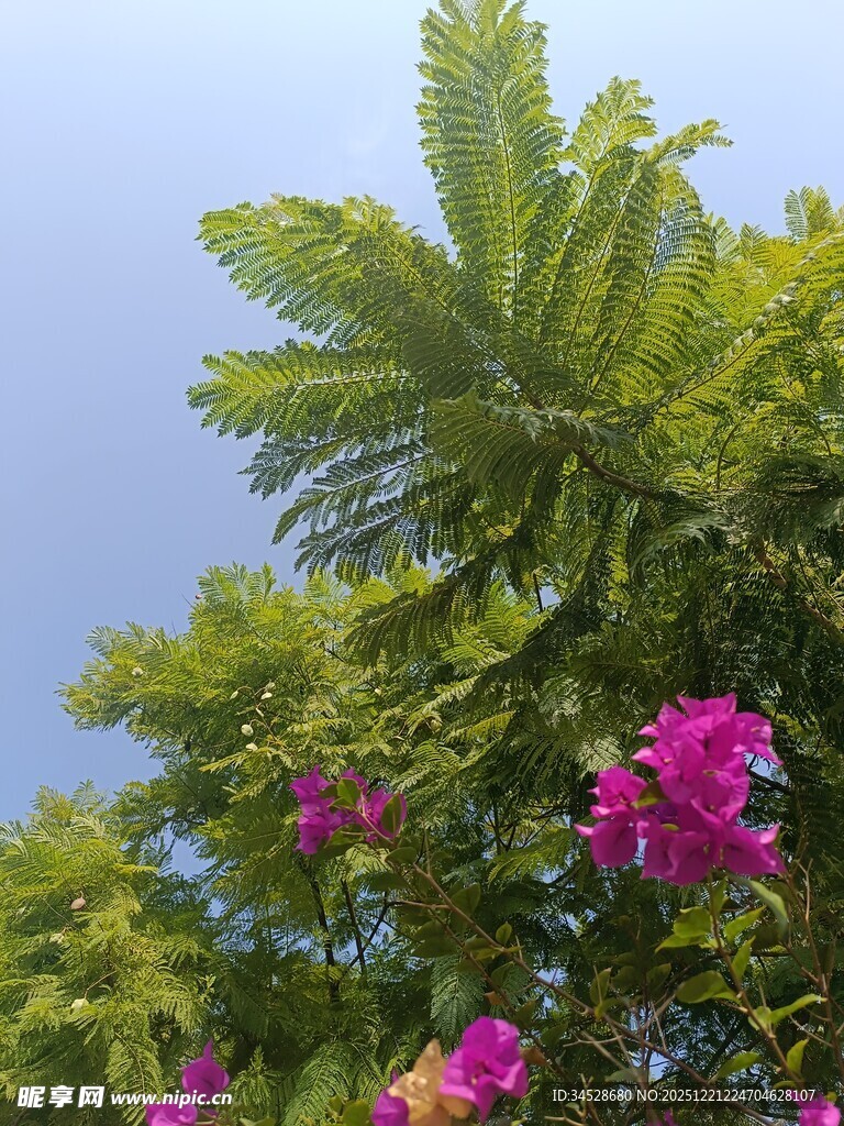 绿叶丛中绽放的艳丽花朵