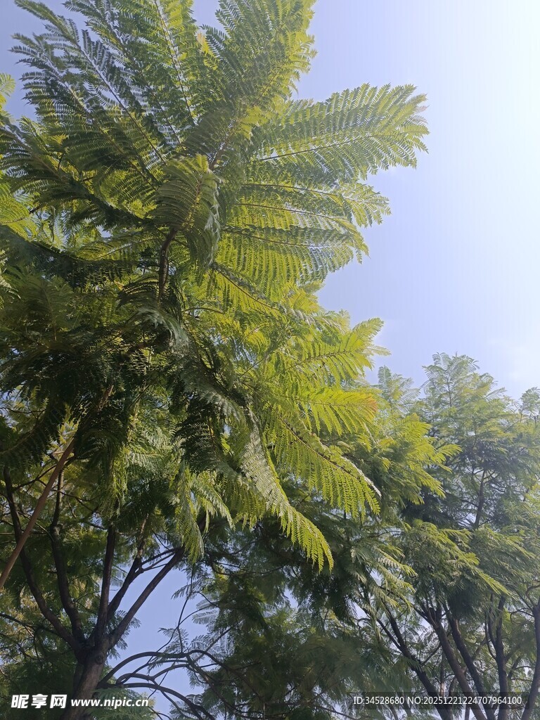 阳光下的葱郁树木