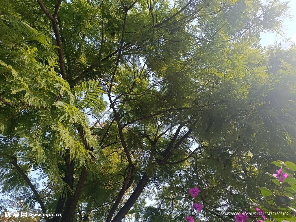 阳光下的绿树与烂漫繁花