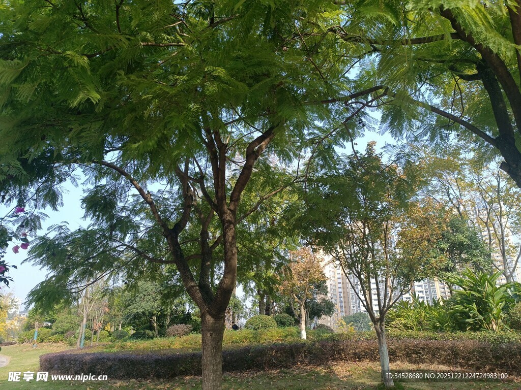 绿树成荫的宁静户外景致