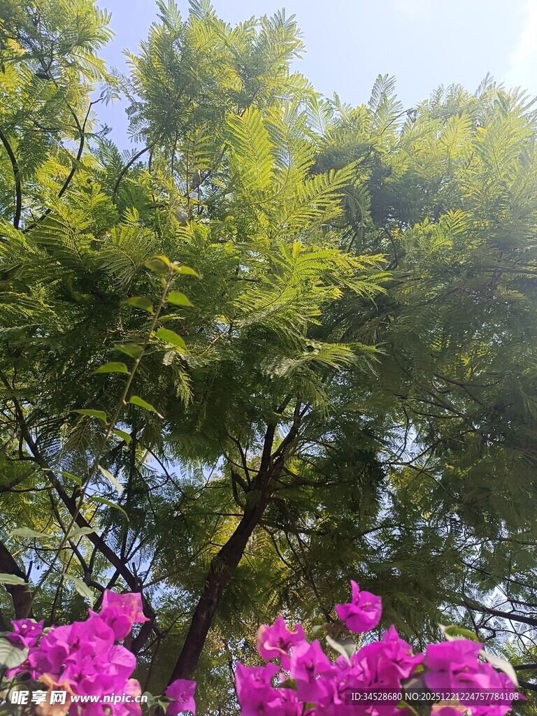 绿树繁花下的自然景致