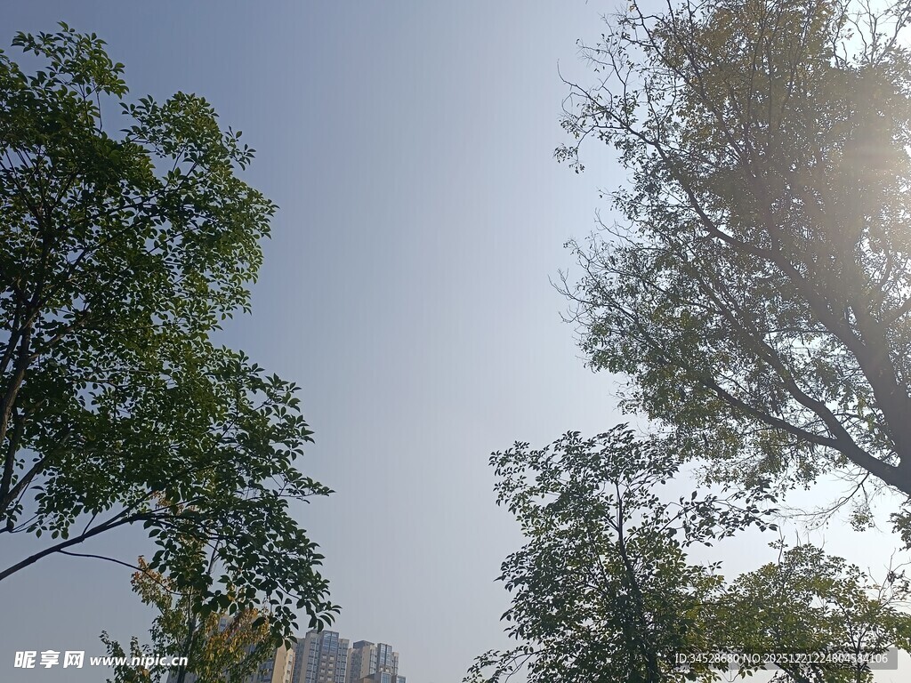 阳光下的绿树蓝天