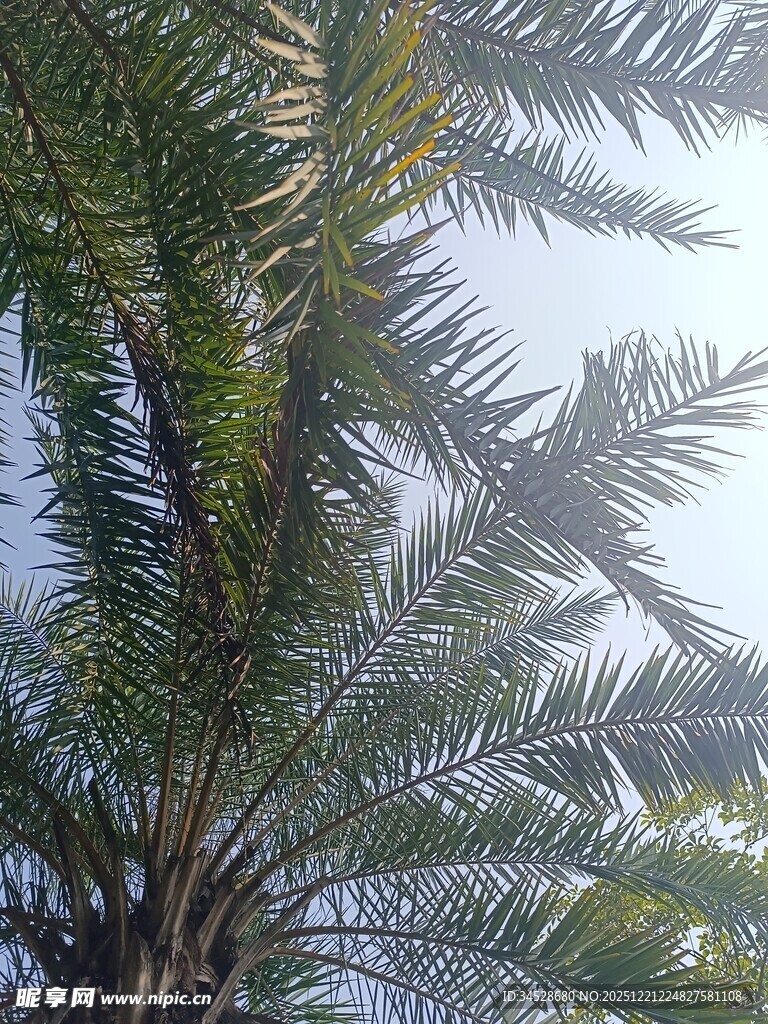 高大棕榈树的繁茂枝叶