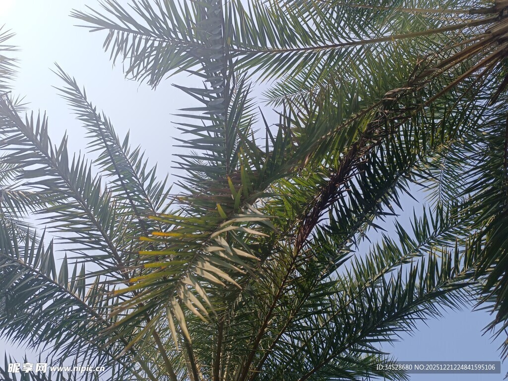 棕榈树枝叶特写